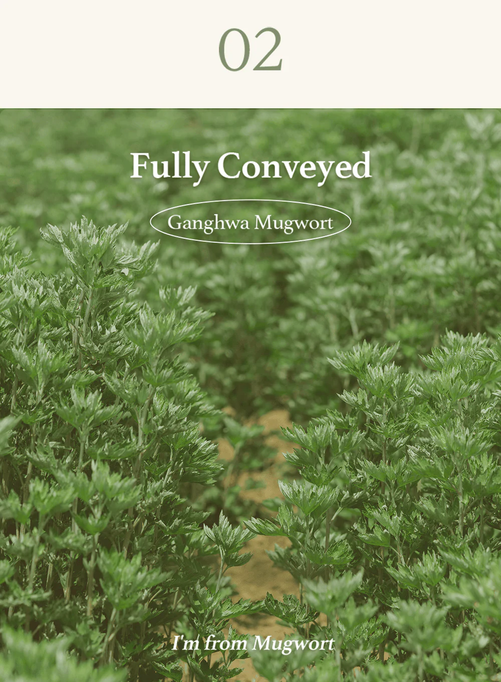 Mugwort Sheet Mask (23ml / 5ea) - Image 14